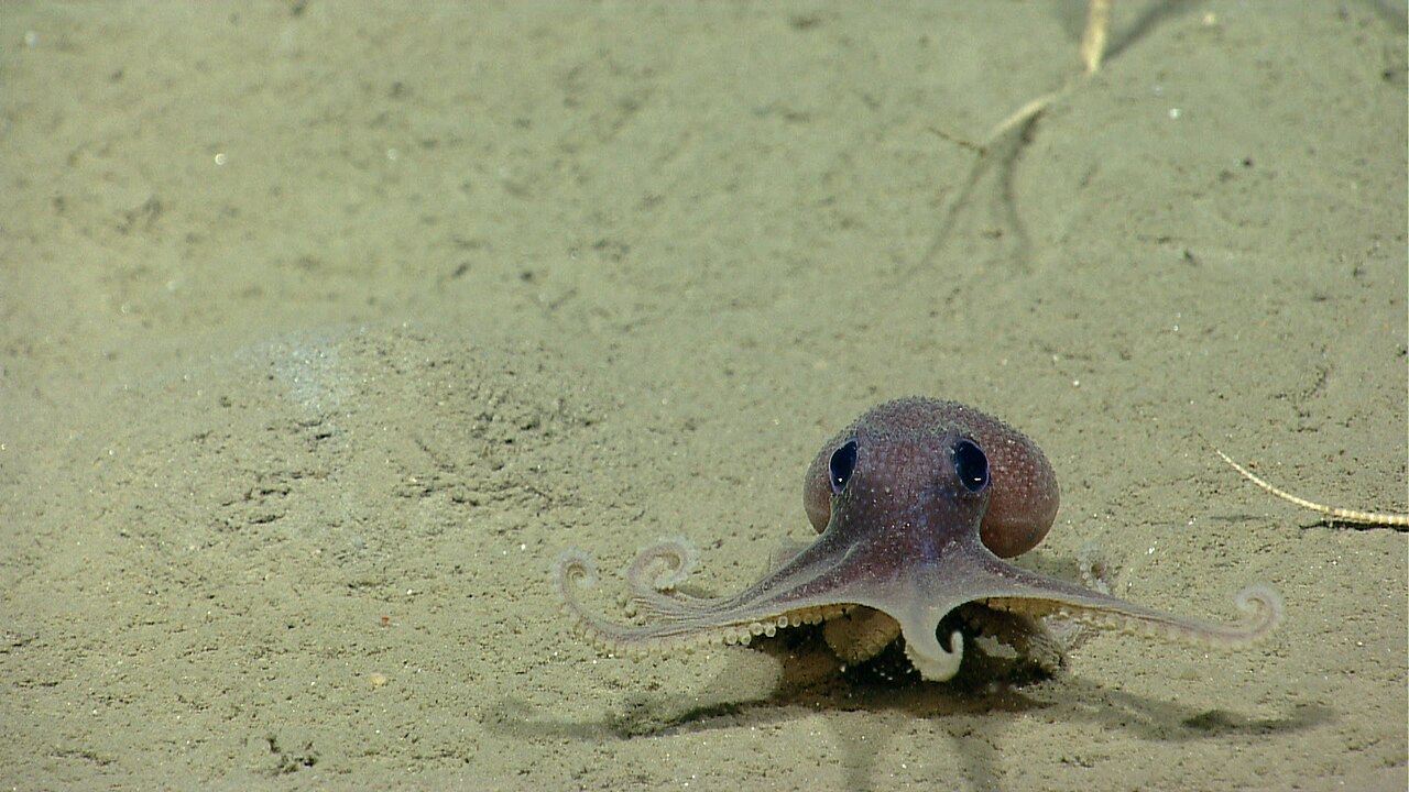 Baby Octopus - Graneledone verrucosa