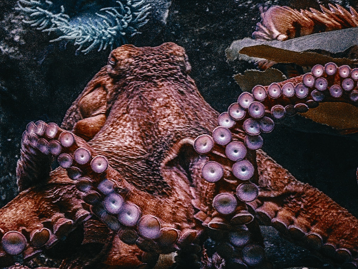 Brown octopus
