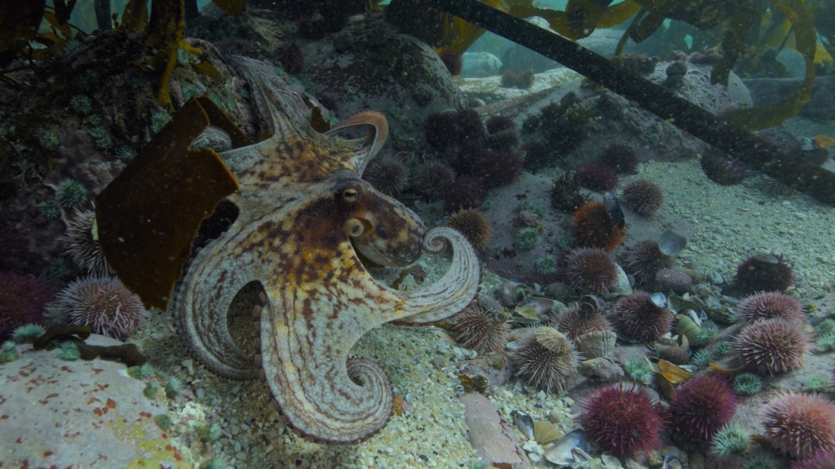 Octopus on seabed
