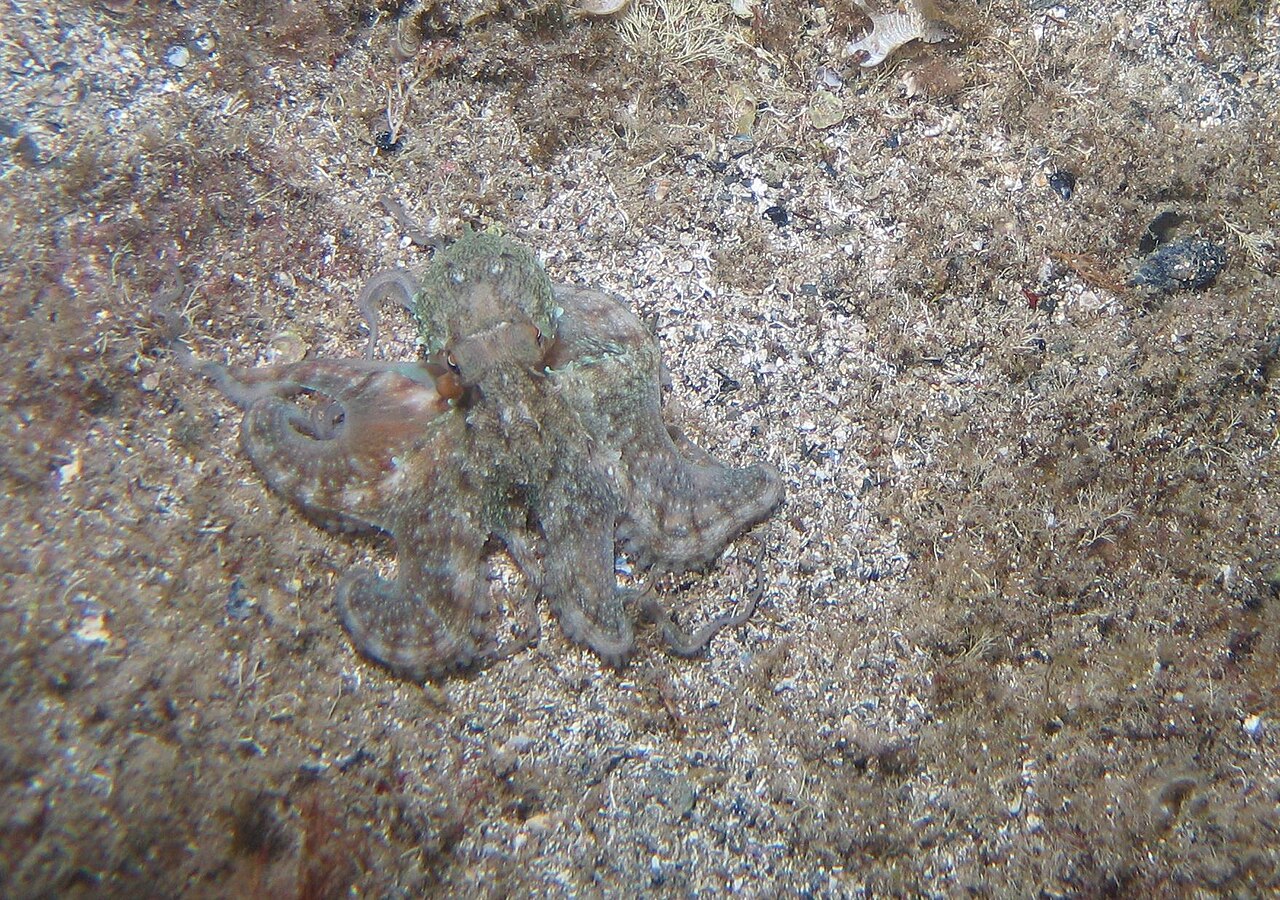 Baby octopus vulgaris
