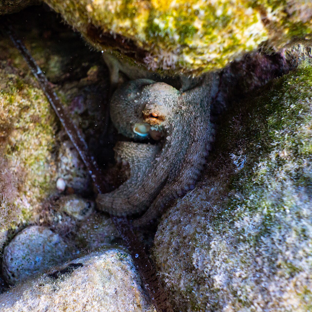 Little octopus between rocks