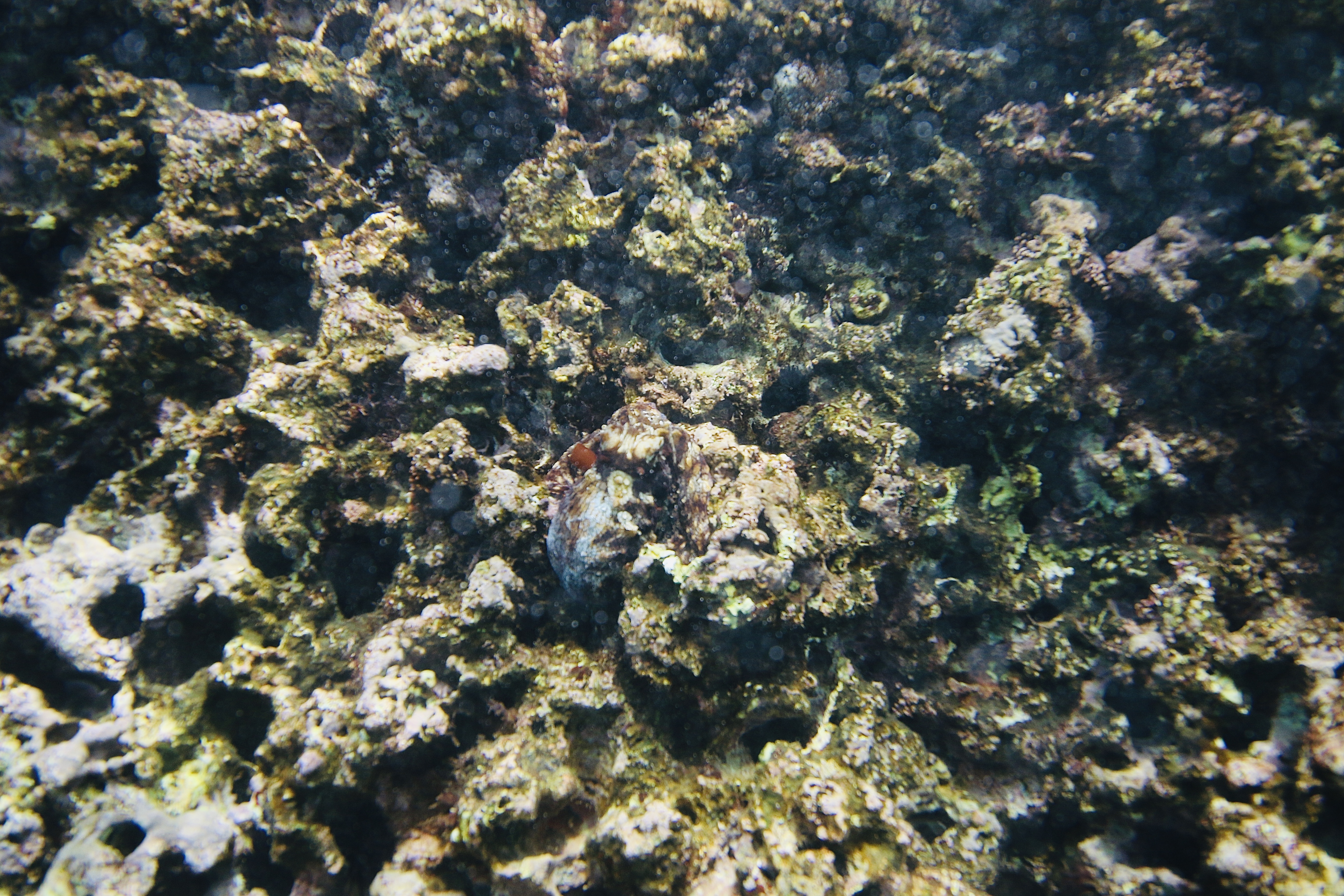 Camouflage octopus
