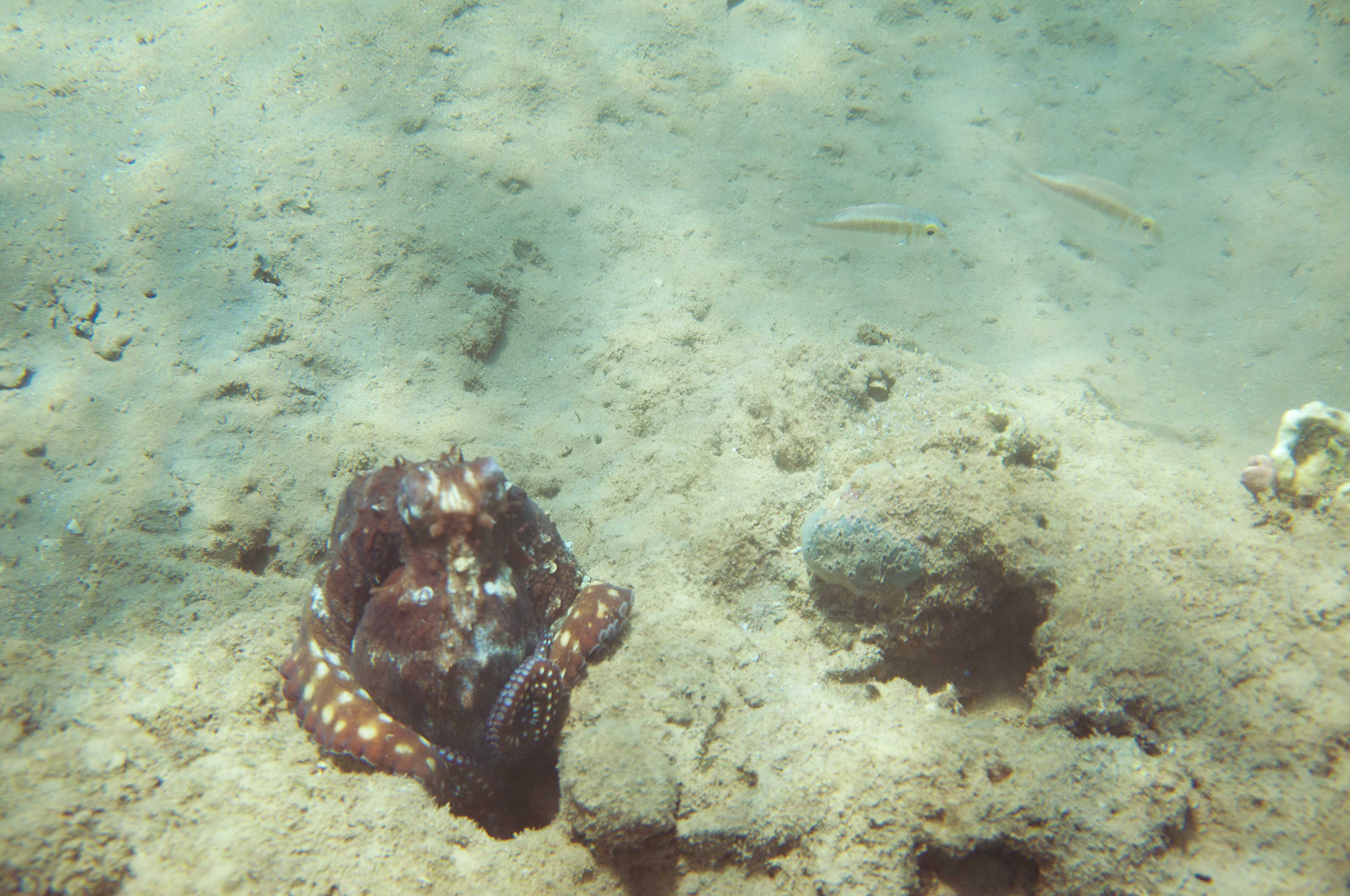 Octopus camouflage
