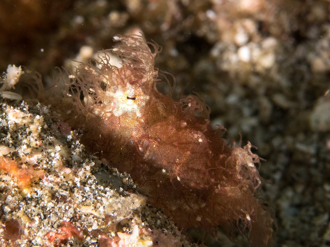 Hairy octopus camouflage