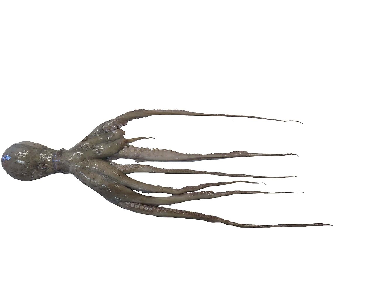 Reef octopus camouflage