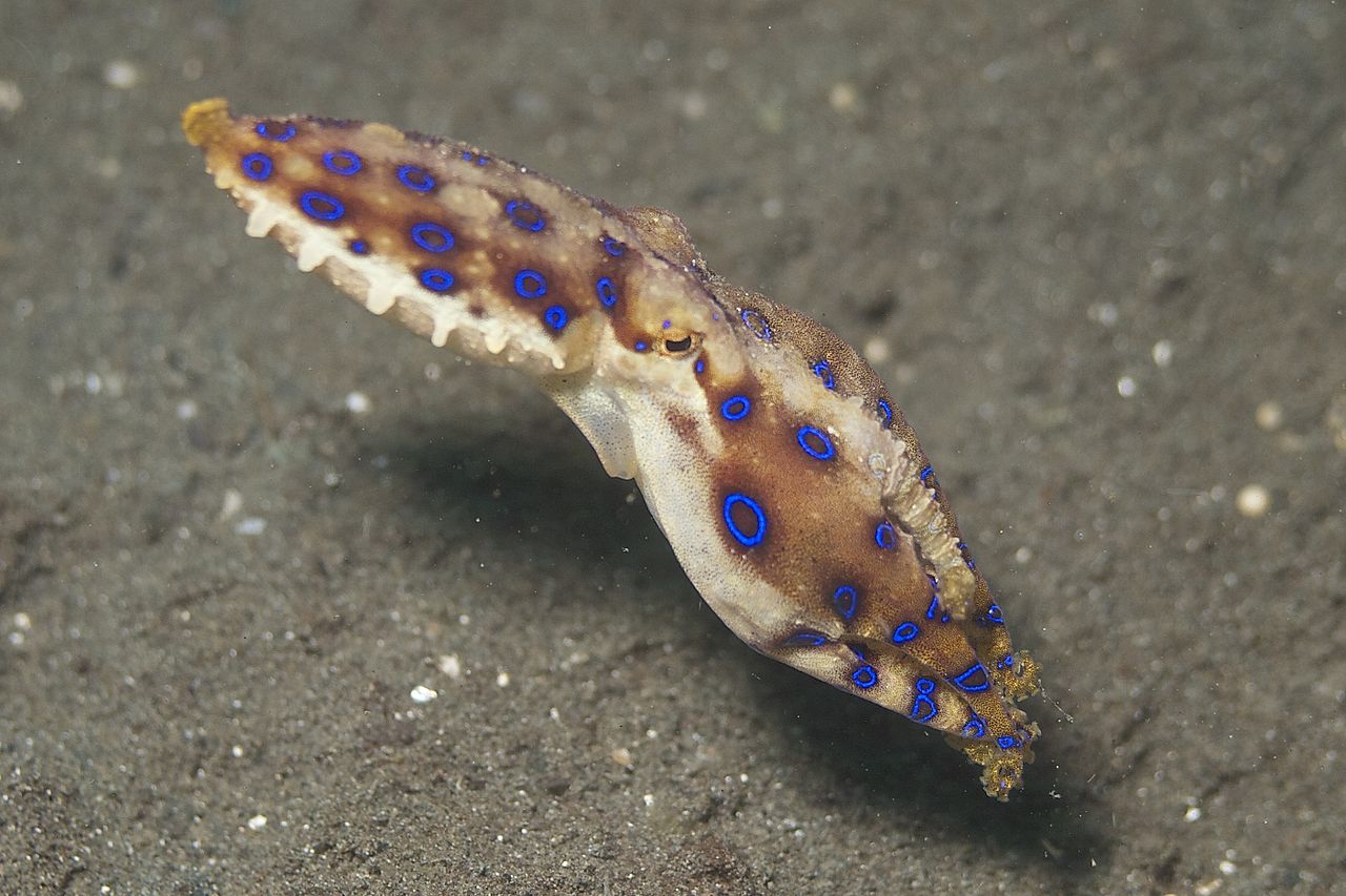 Blue-Ringed Octopus