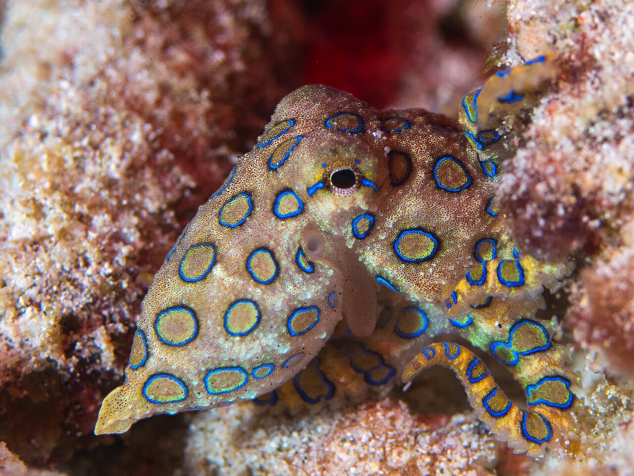 Greater blue-ringed octopus