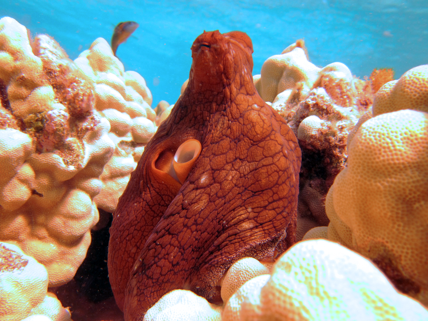 Day octopus peeks out of coral