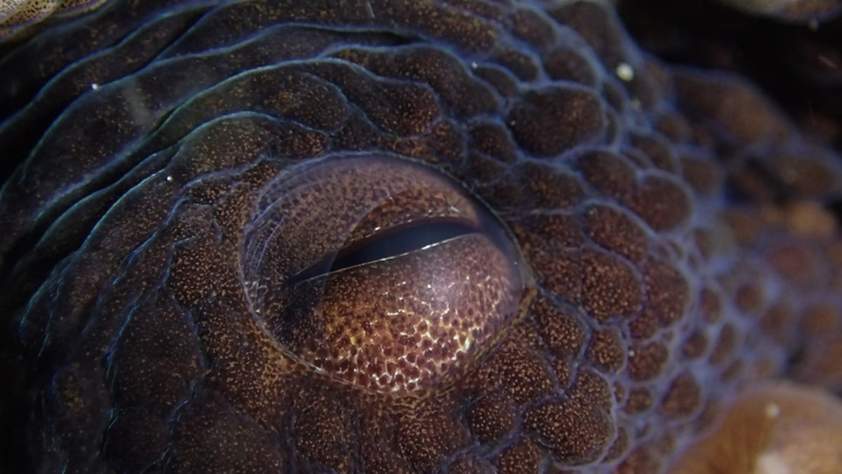 Octopus eye closeup