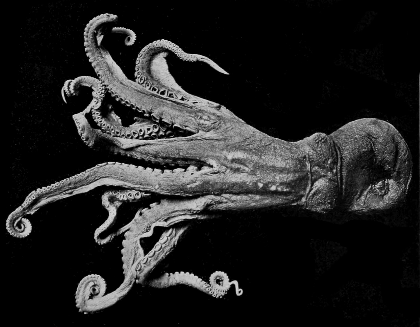 Enteroctopus dofleini