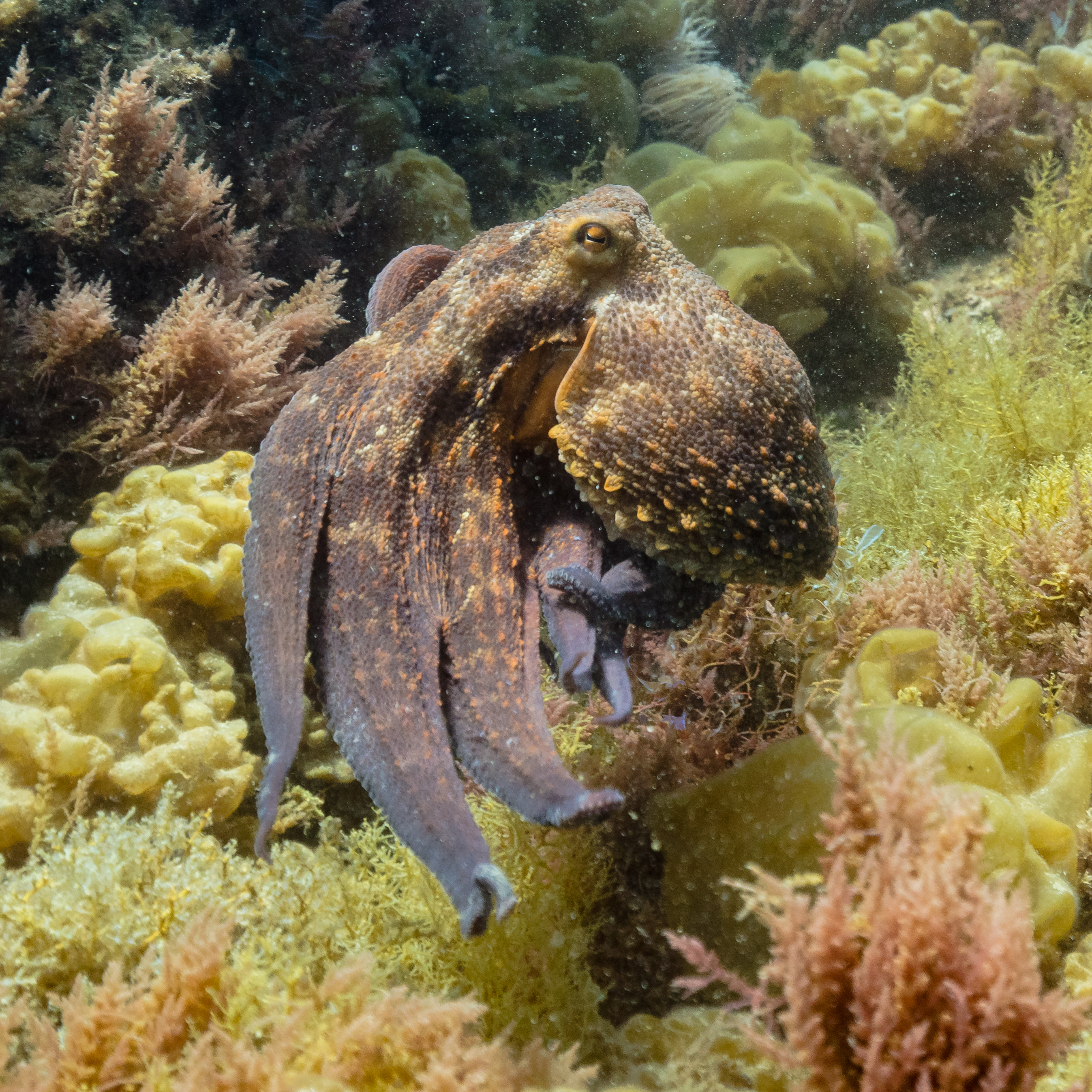 Octopus vulgaris