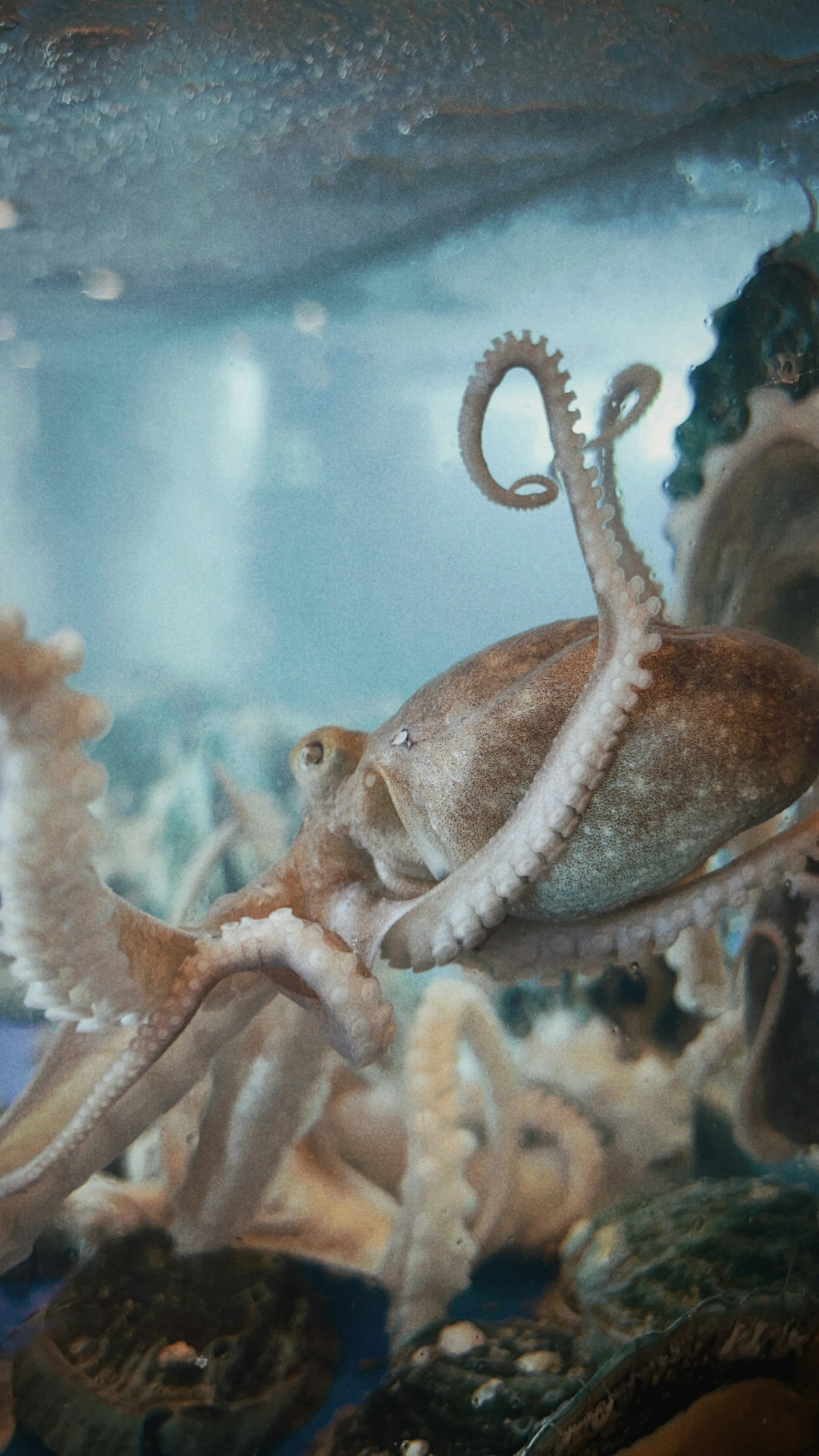 Octopus swimming in aquarium