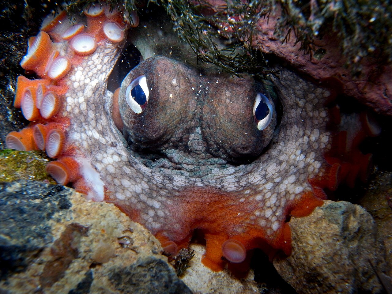 Gloomy octopus (Octopus tetricus)