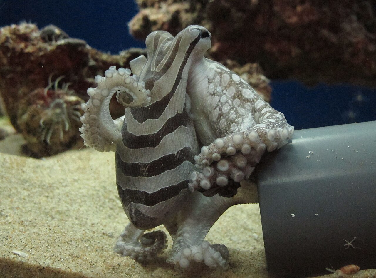 Larger Pacific striped octopus