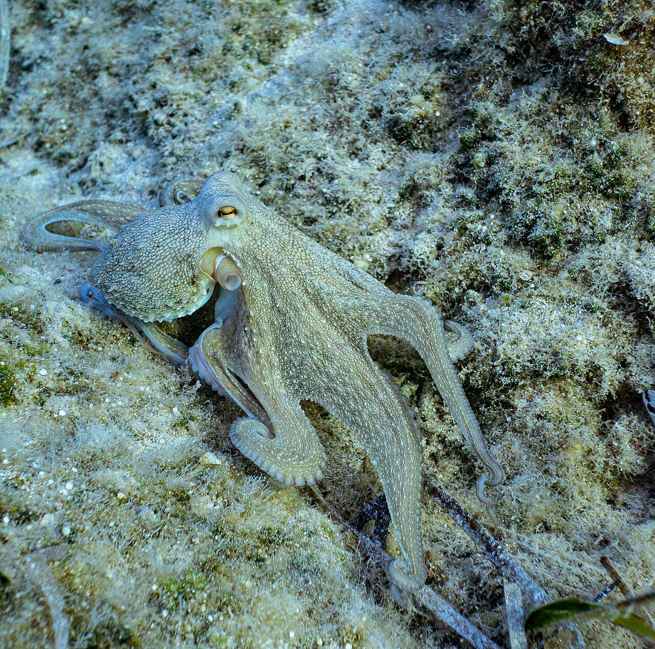 Majestic octopus moving