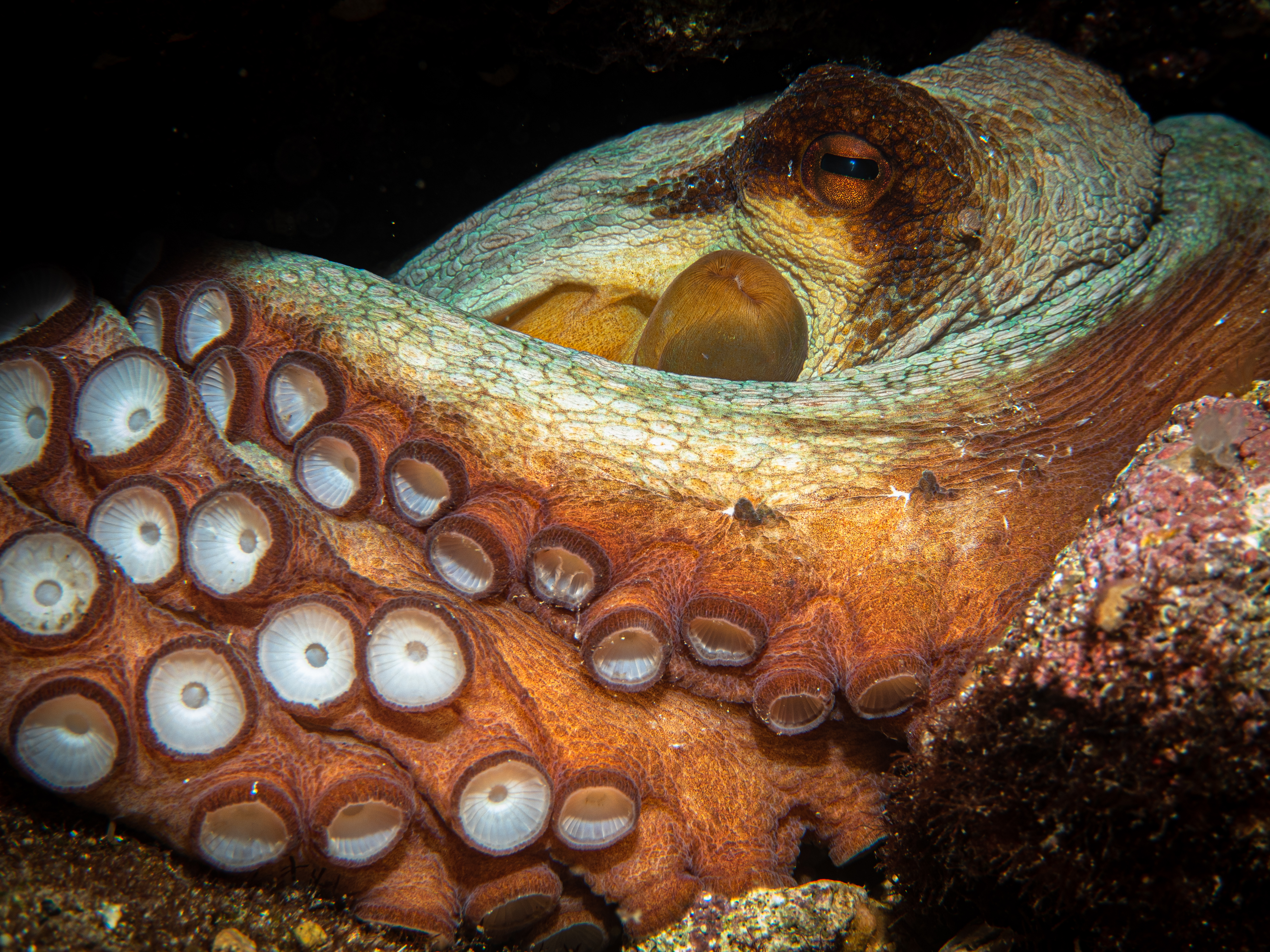 Octopus showing off tentacles