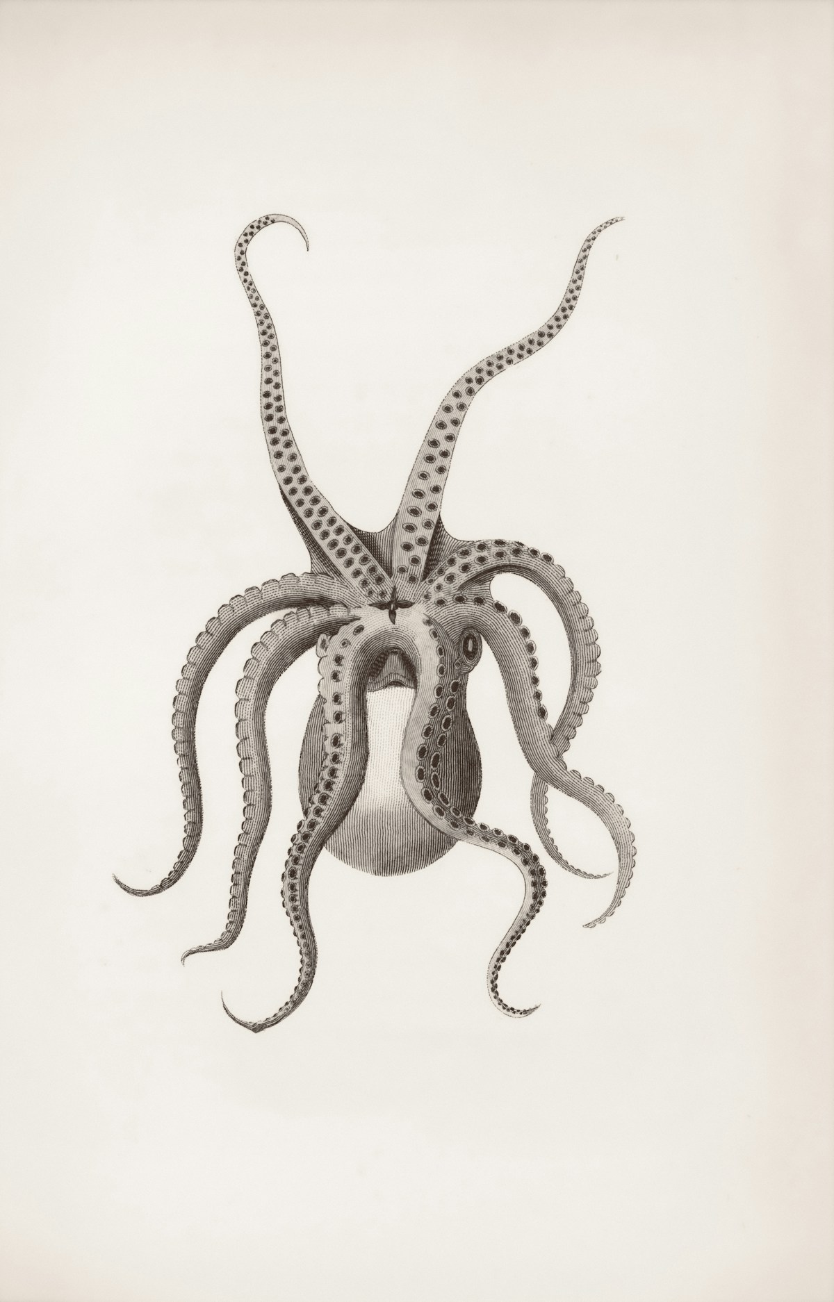 Artistic octopus spread tentacles