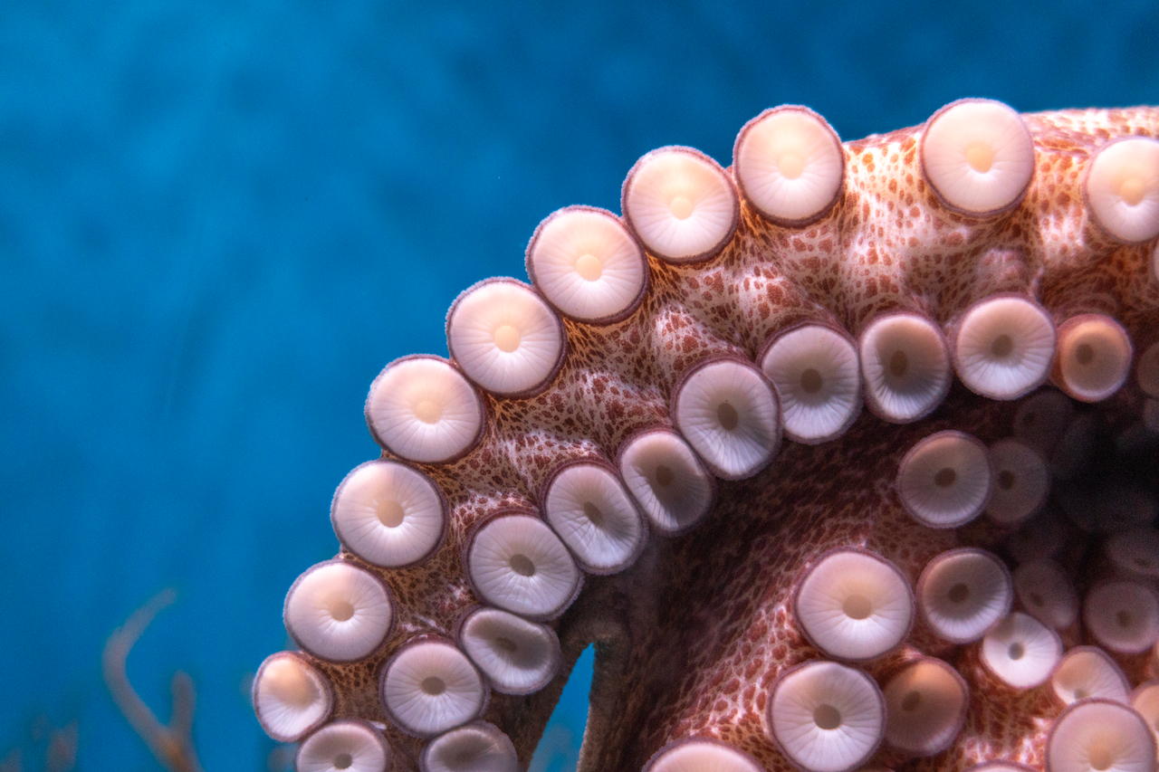 Day octopus suction cups