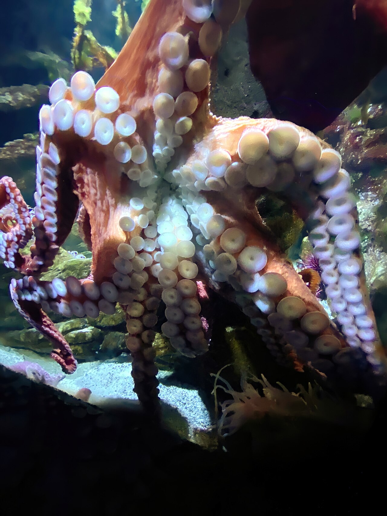Octopus underside